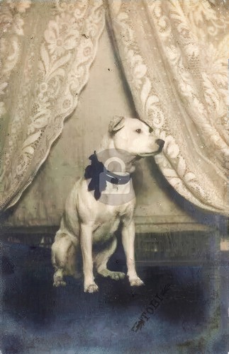 Dolce pitbull pit bull - dolce,