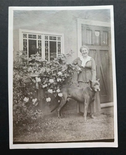 Foto vintage boarhound pitbull - boarhound,