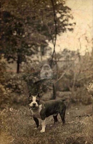 Bellissimo cane pitbull