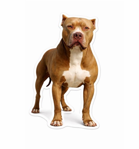 Adesivo american pit bull - adesivo,