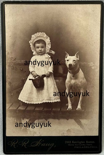 Cabinet card pit bull - cabinet,