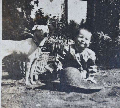 White pit bull terrier razza - white,