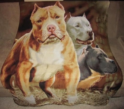 Nuovo pitbull terrier - pitbull, morbido