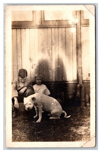 Rppc ritratto cane - rppc,