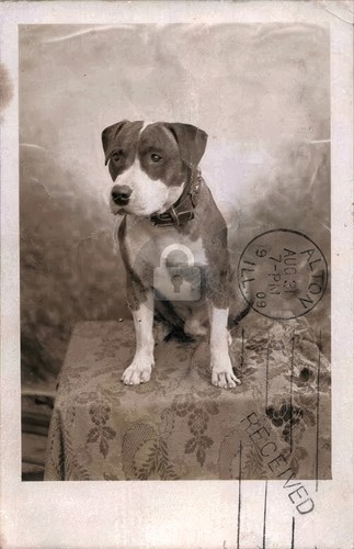 Pit bull terrier cane - terrier, con