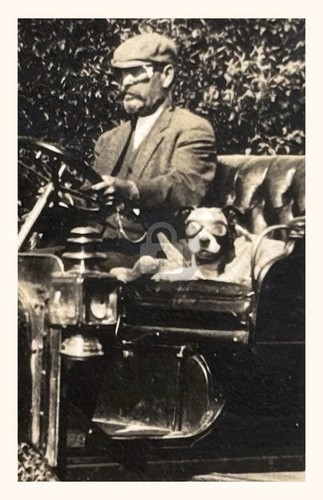 Cartolina pit bull - bull, &