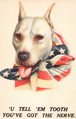 Cartolina cane pit bull - pit,