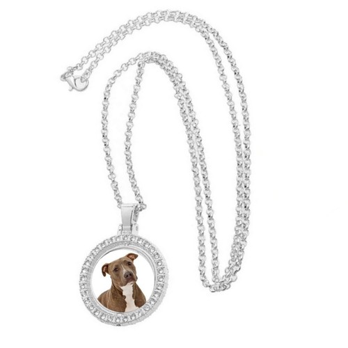 Pit bull dog pet - bull,