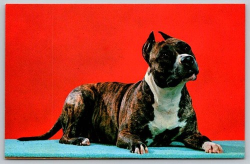 Cartolina american pit bull - american,