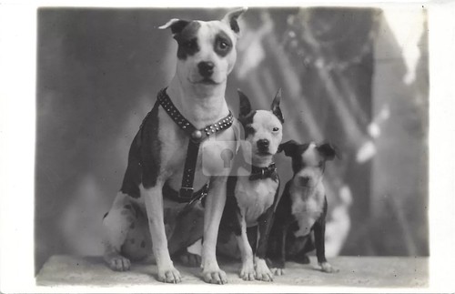 Pit bull cane - bull, in