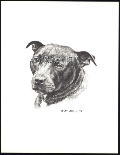 122 amstaff pit - pit, bull