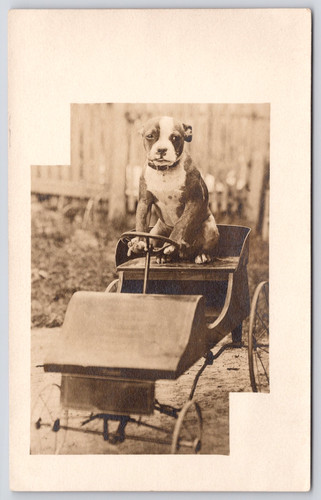 1910s rppc pitbull puppy - pitbull,