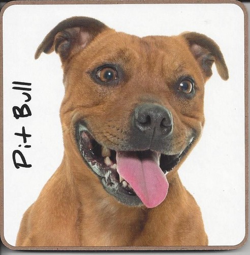 Pitbull pit bull - pitbull,