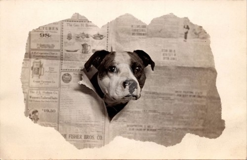 Pit bull dog pokes - dog,