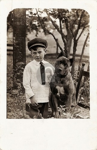 Pit bull terrier - pit, cane
