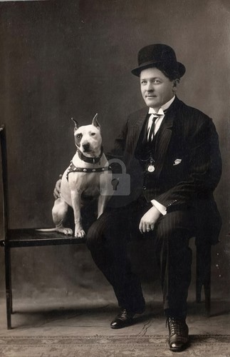 Pitbull pit bull - pitbull,